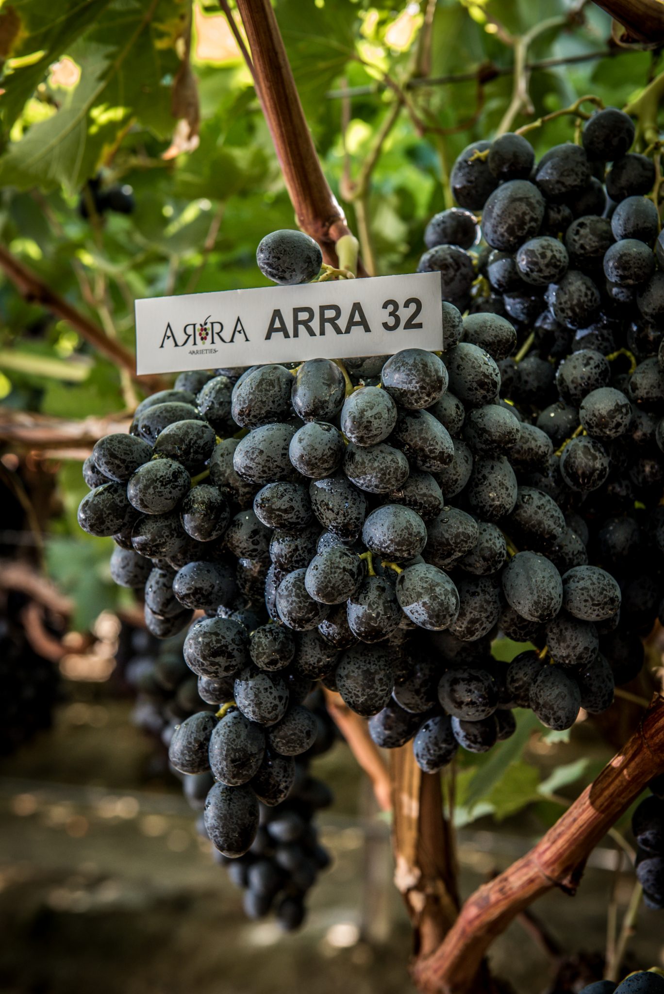 ARRA MYSTIC DREAM™ Australian Table Grape Association