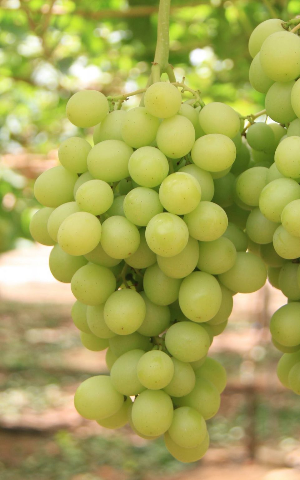 IVORY Australian Table Grape Association