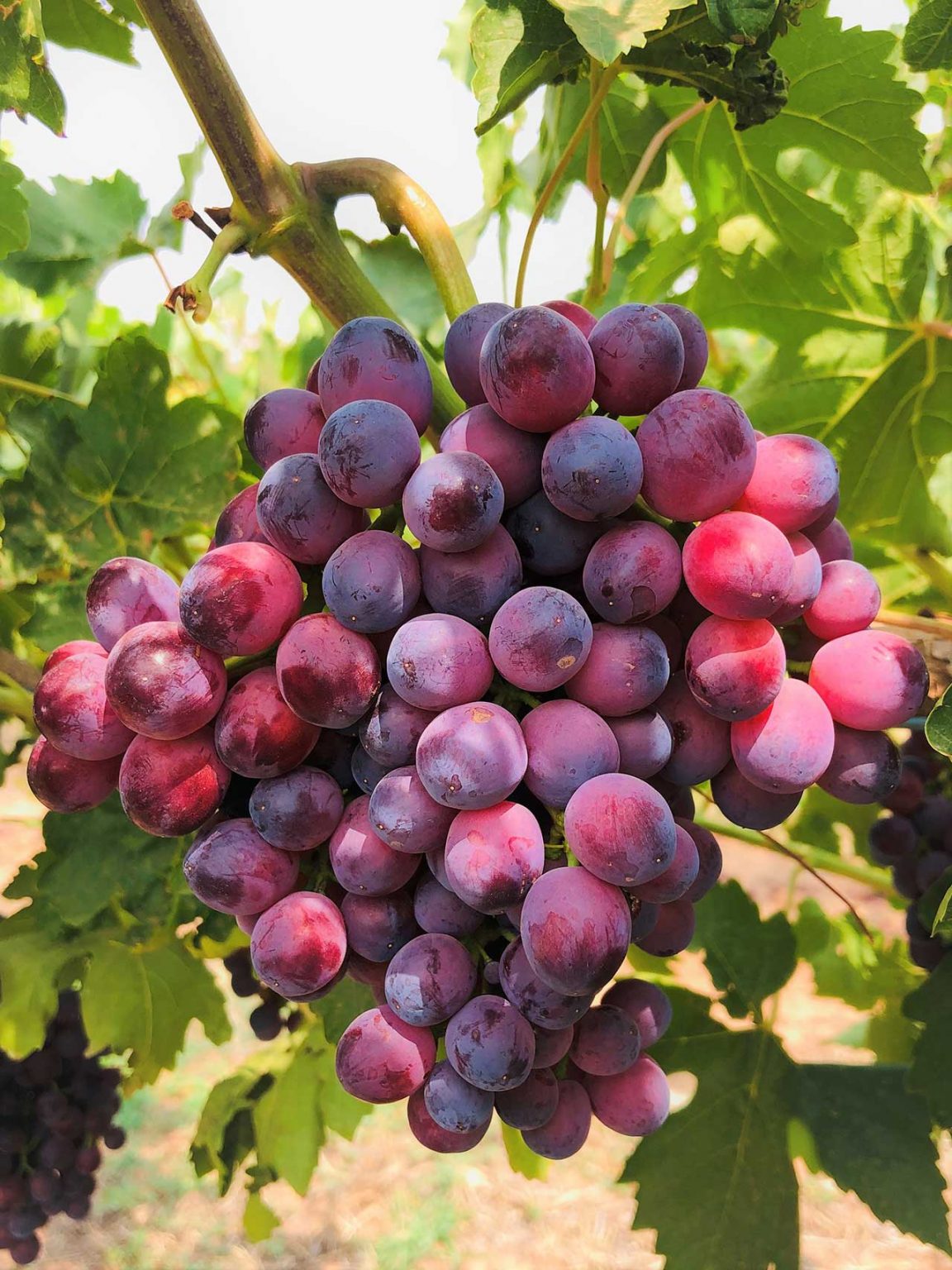 SUNRISE RED Australian Table Grape Association
