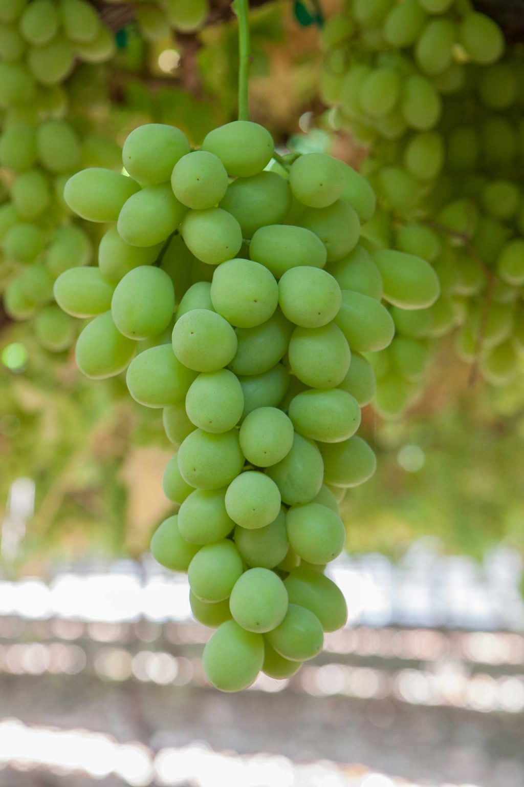 SWEET GLOBE™ Australian Table Grape Association