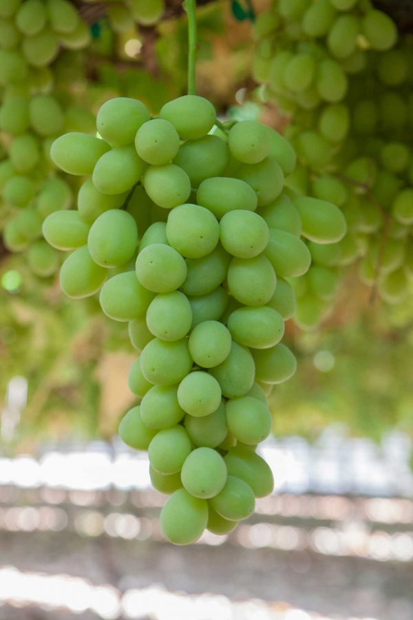 Red Globe Sweet Table Grape Seeds – 10 Seeds – Delicious Red Grapes – Nature Garden
