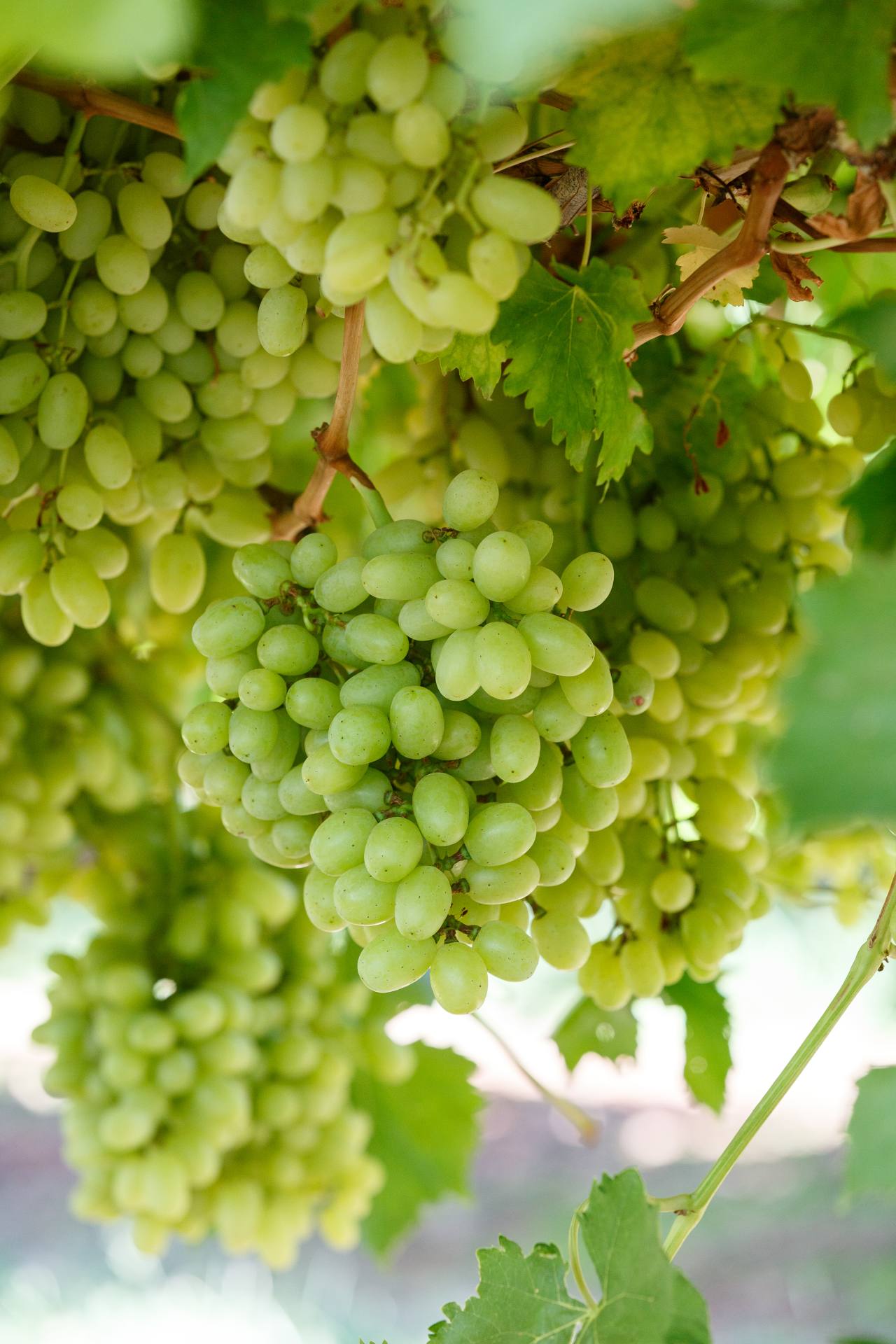 THOMPSON SEEDLESS Australian Table Grape Association