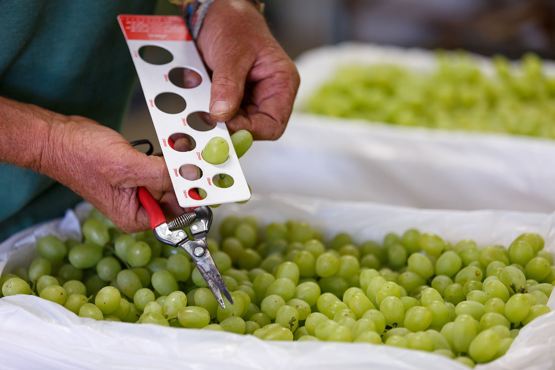 Quality australian table grape association