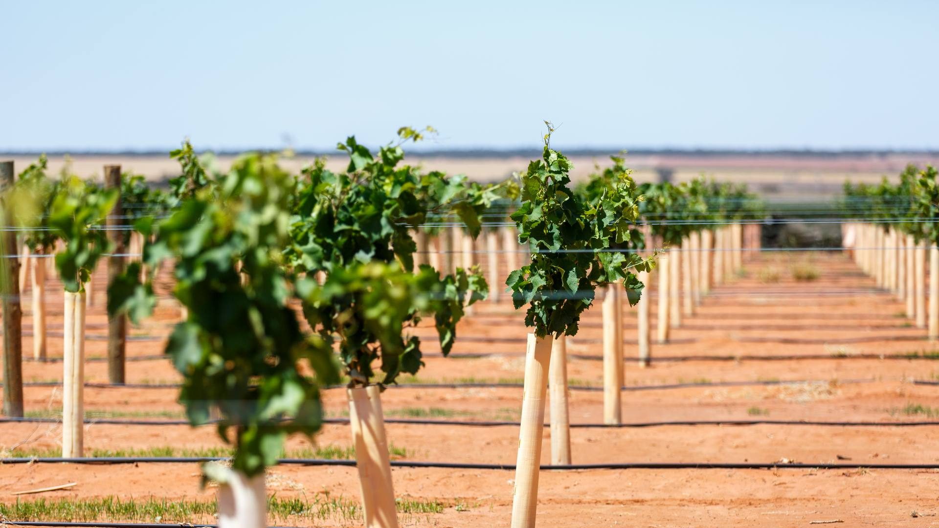 Australian Table Grape Association Inc.