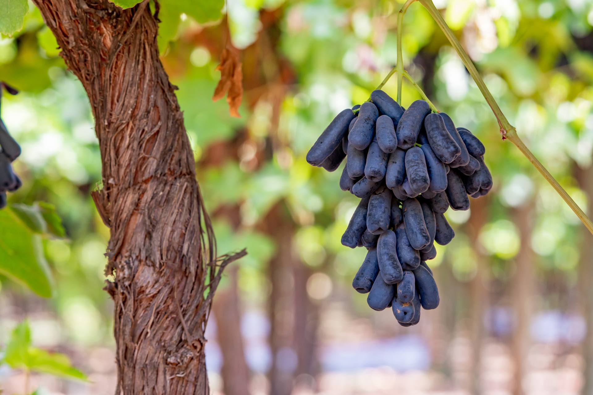 Grapes Australian Table Grape Association
