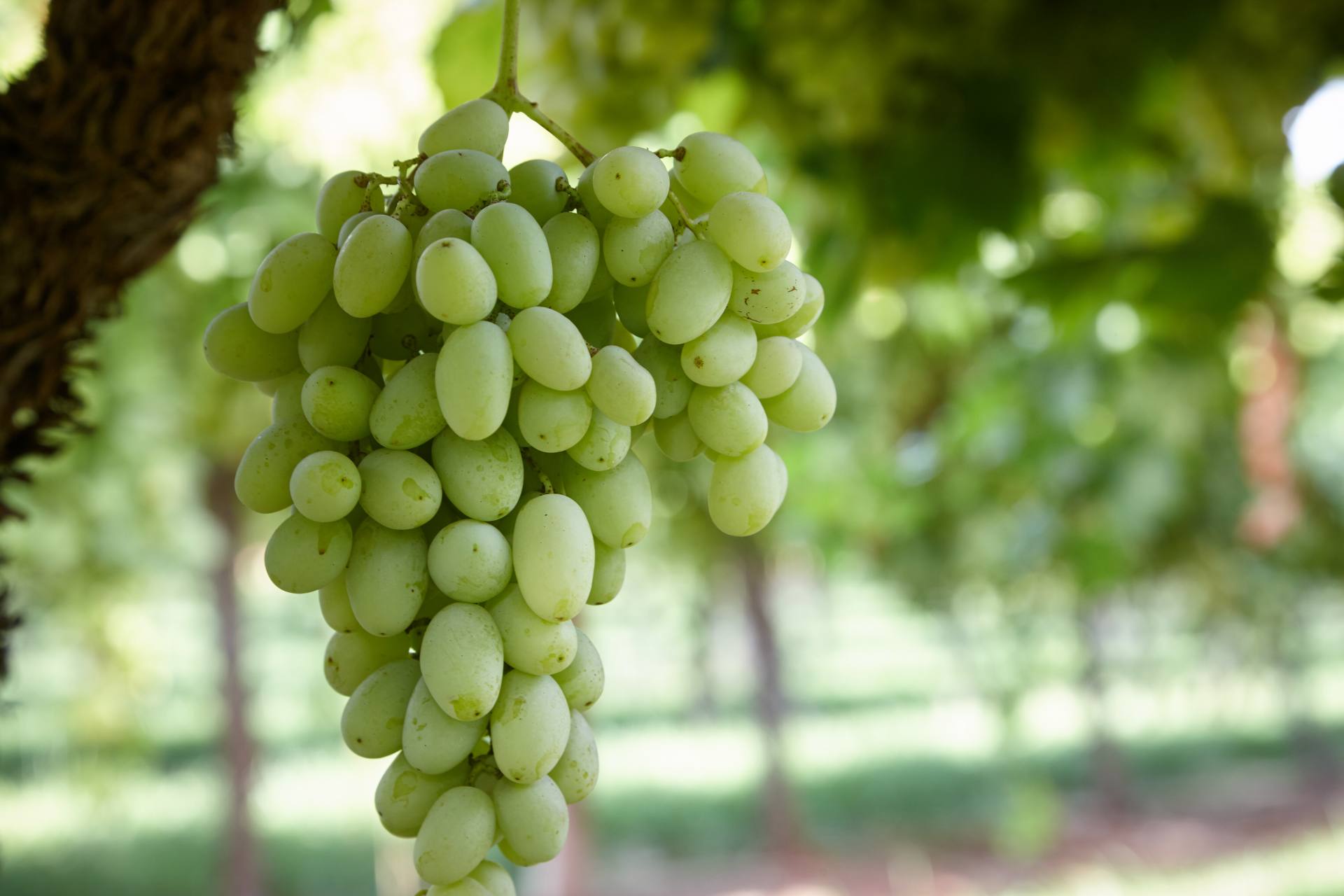 Grapes Australian Table Grape Association
