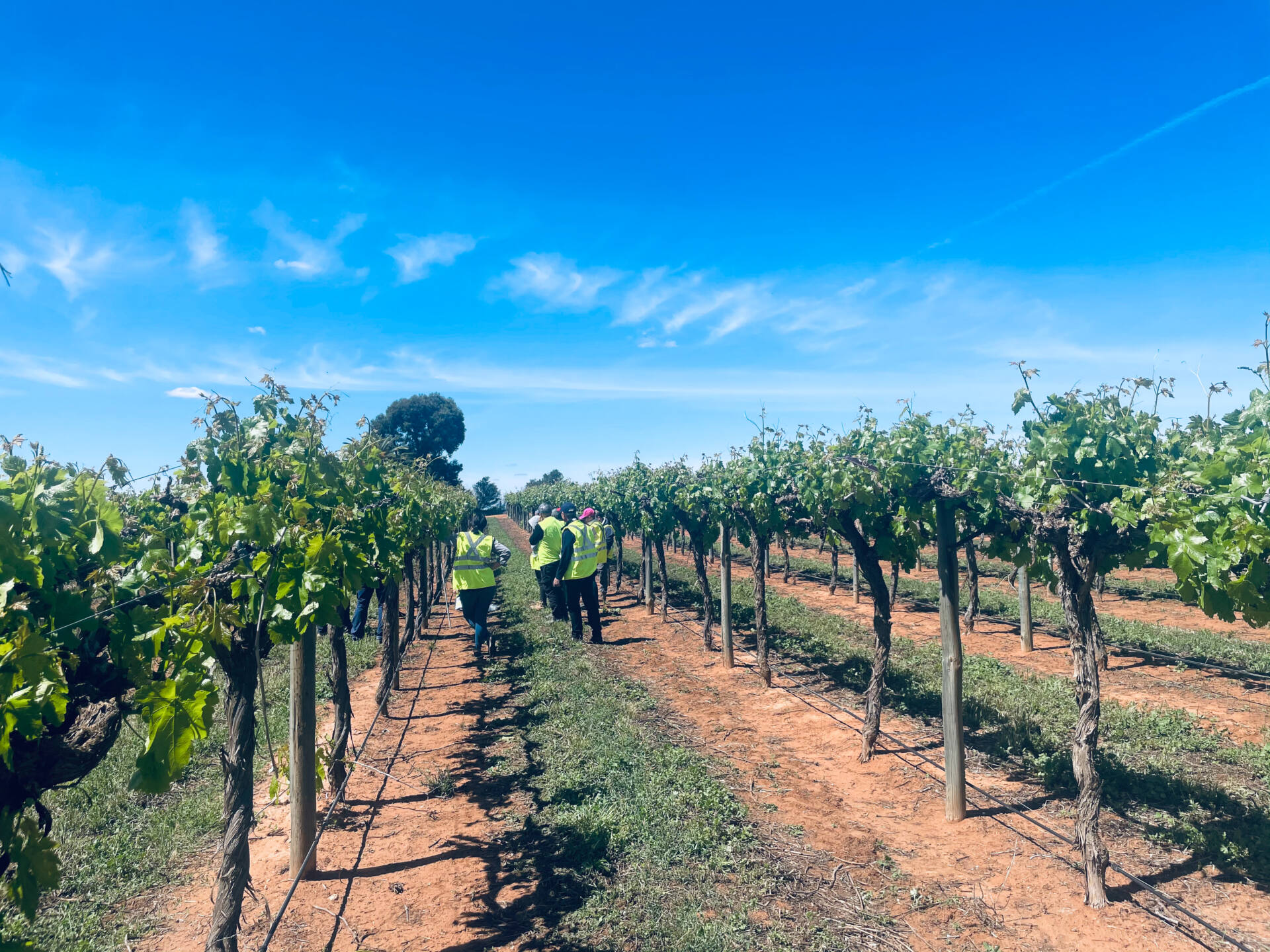 Spray application Australian Table Grape Association