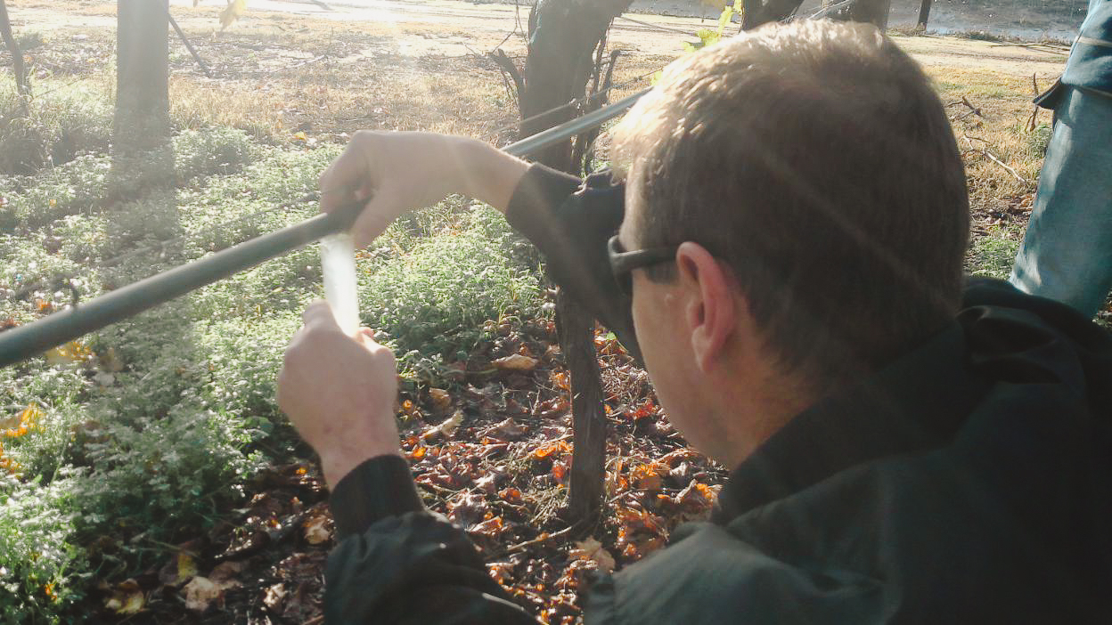 Swan Valley irrigation management Australian Table Grape