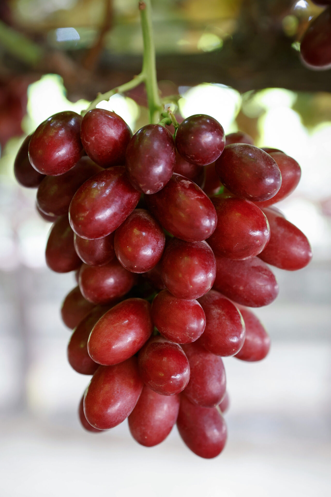 ARRA Cherry Crush™ - Australian Table Grape Association